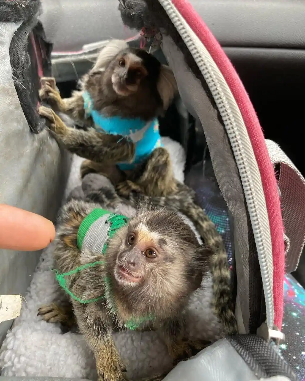 Professional monkey transport