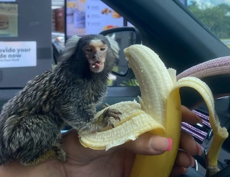 pet monkey for sale near ohio
