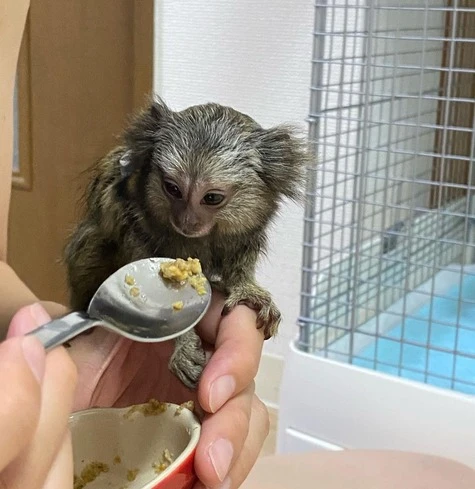 Female Finger Monkey For Sale