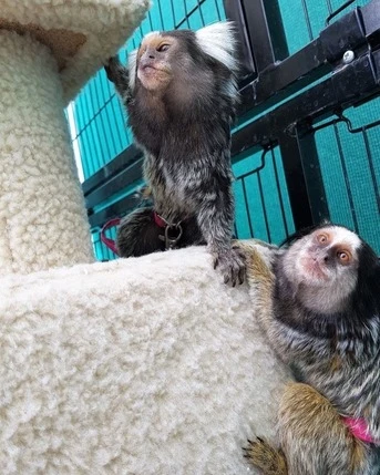 finger monkey breeders