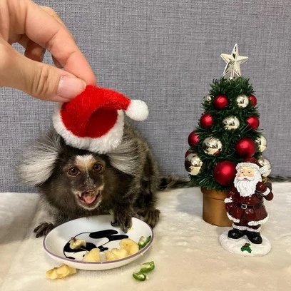 finger monkey breeder near me
