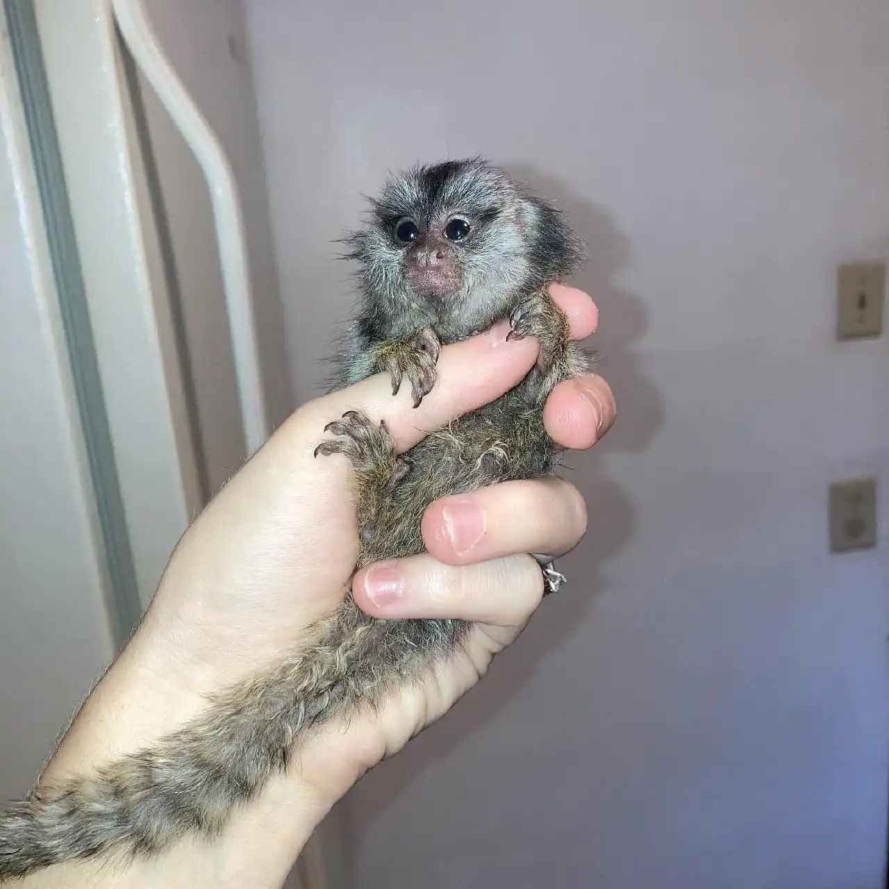 Female Finger Monkey For Sale