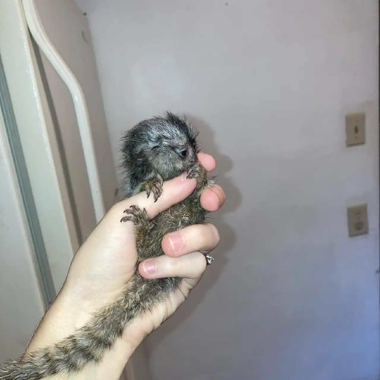 Female Finger Monkey For Sale