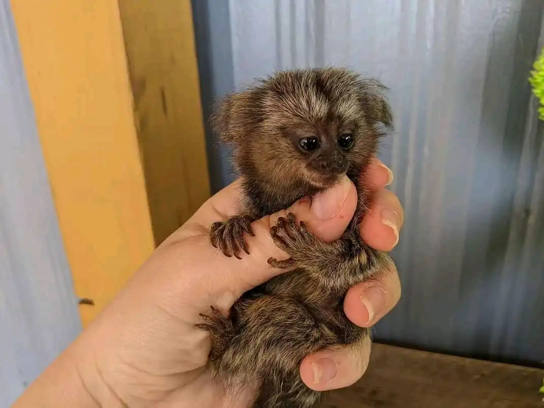 Female Finger Monkey For Sale