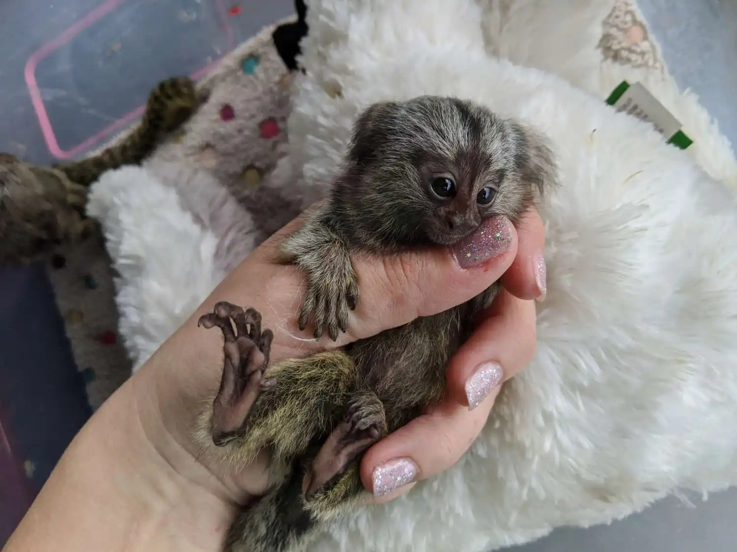 Female Finger Monkey For Sale