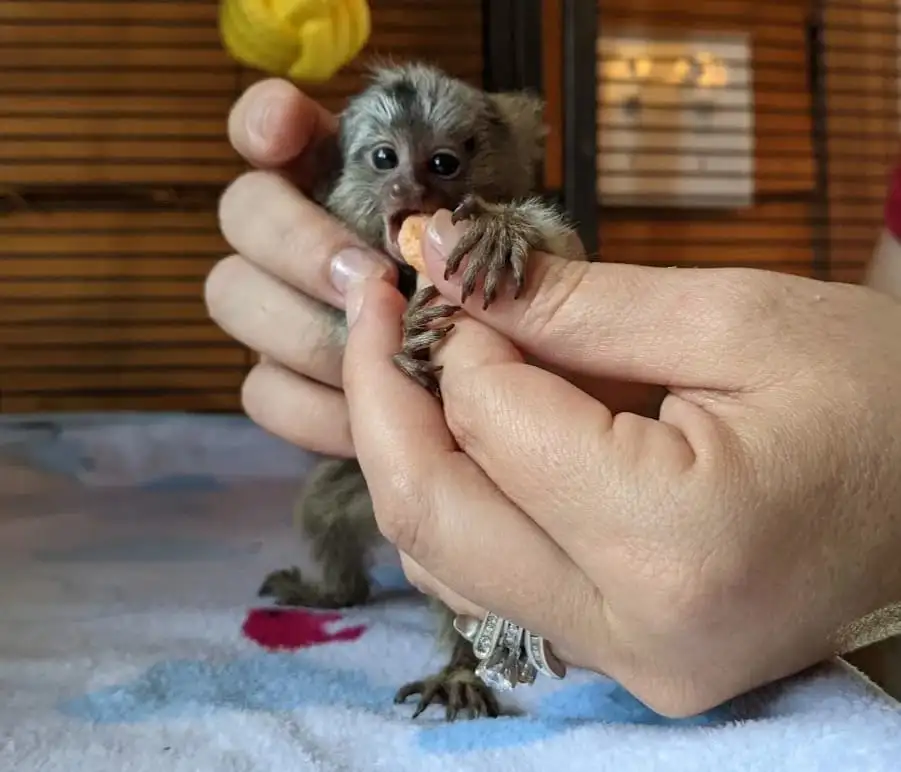 Female Finger Monkey For Sale