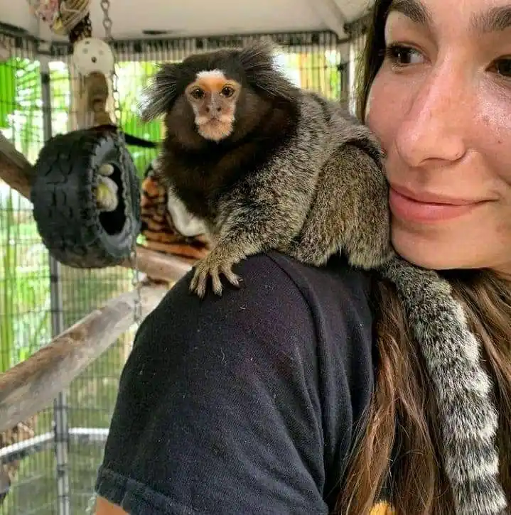 monkeys for sale