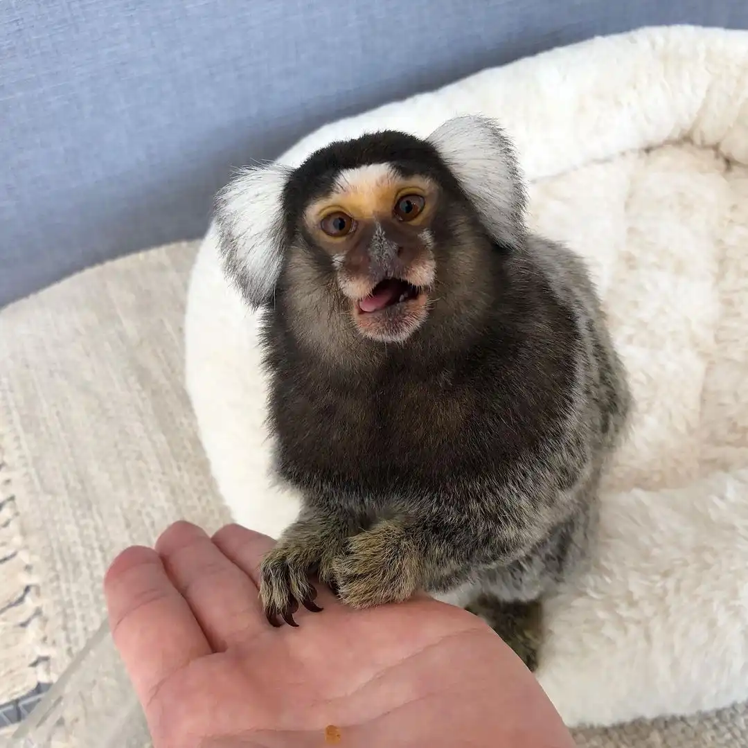 finger monkey for sale
