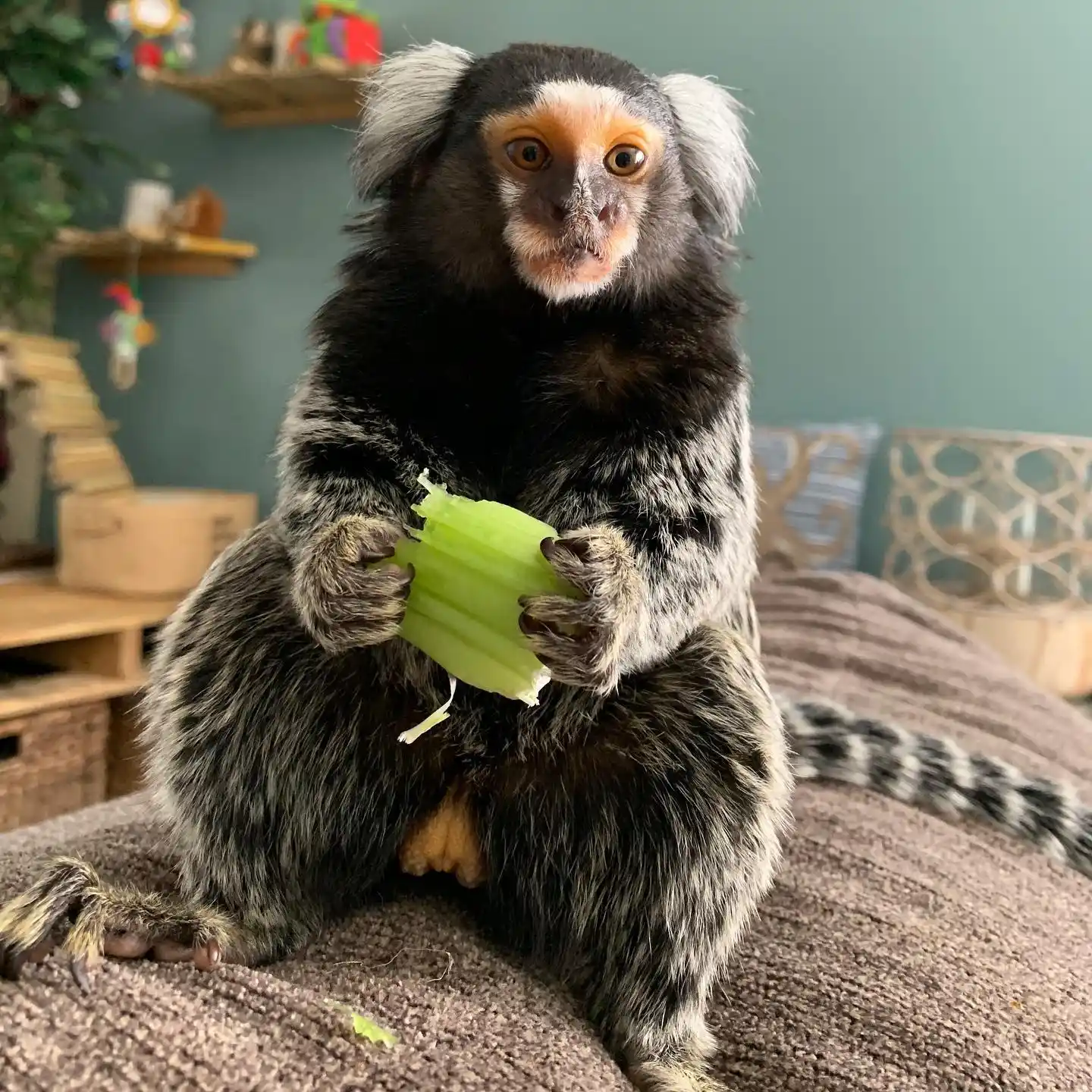 pet monkeys