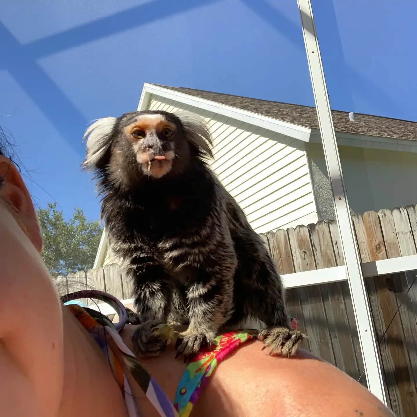 pocket monkey