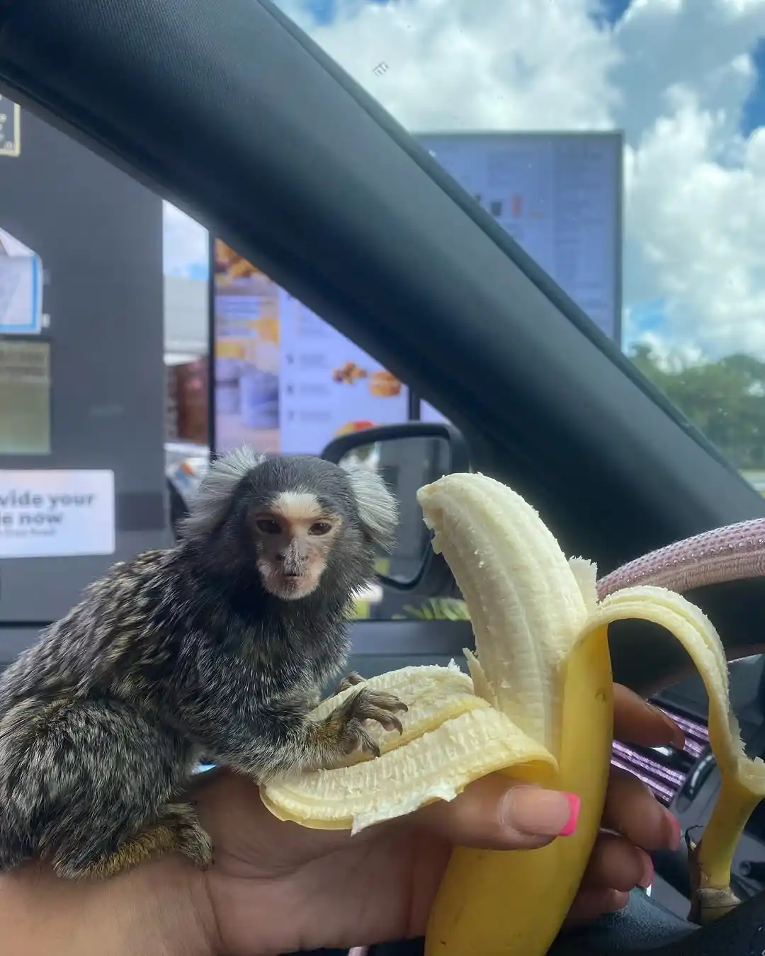 Pygmy marmoset