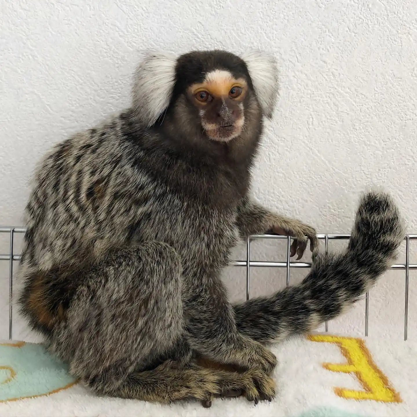 finger monkey