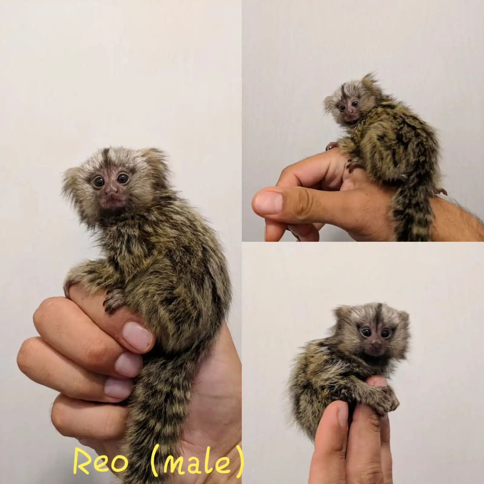 Baby Finger Monkey