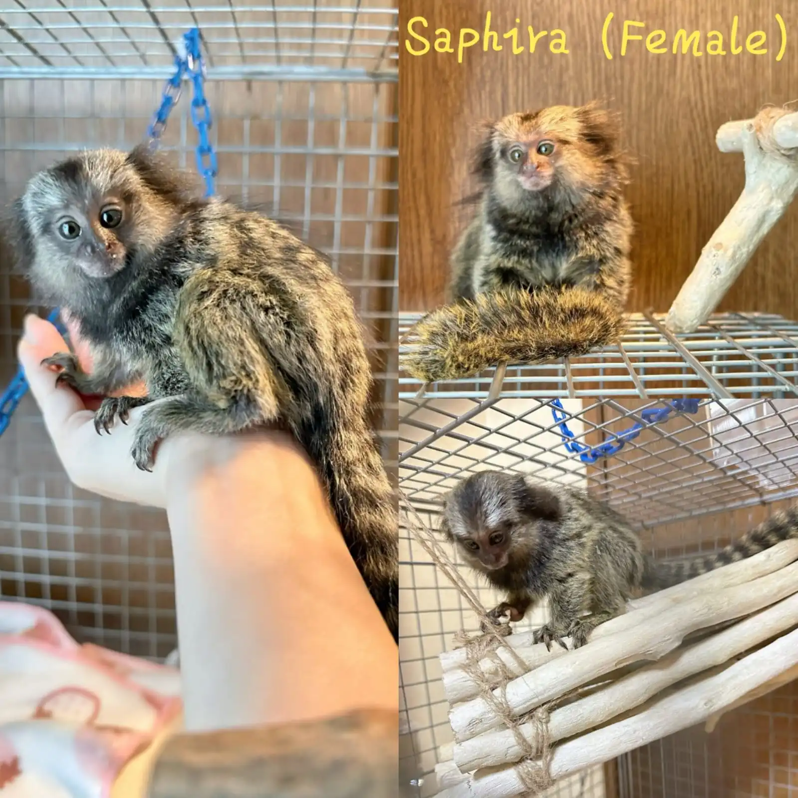 Female Finger Monkey For Sale