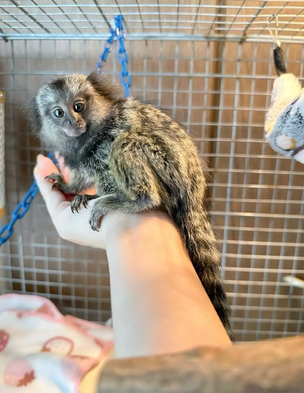 Female Finger Monkey For Sale