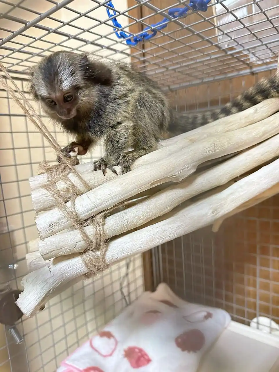 Female Finger Monkey For Sale