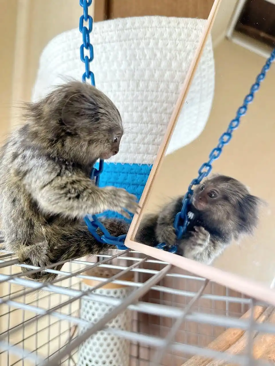 Female Finger Monkey For Sale