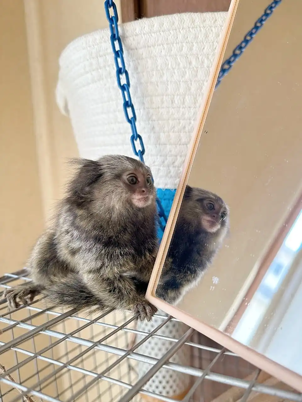 Female Finger Monkey For Sale