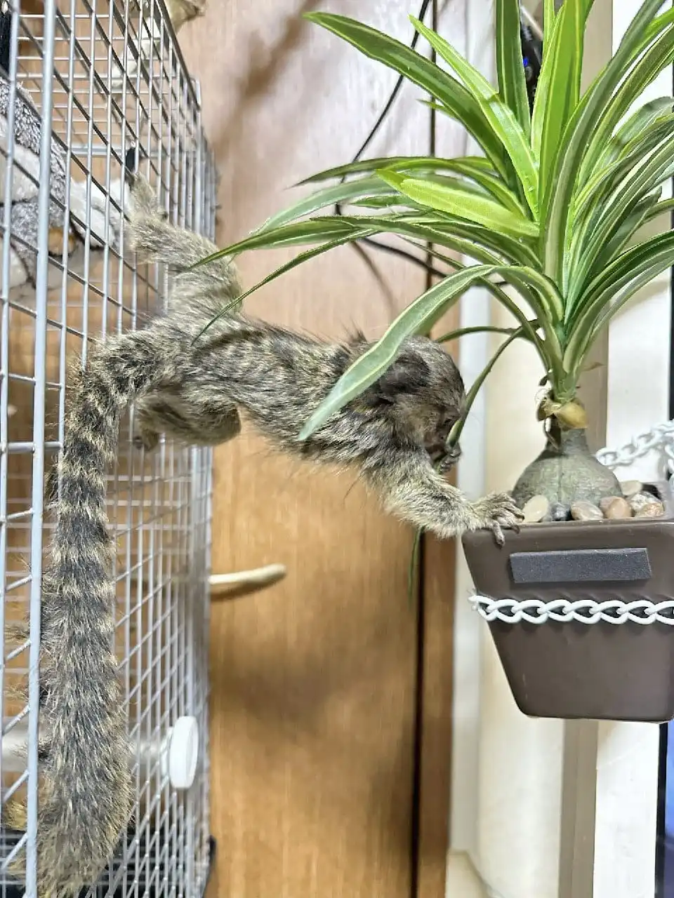 Female Finger Monkey For Sale