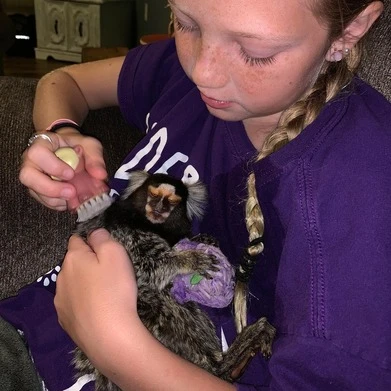 where can i adopt a pet monkey
