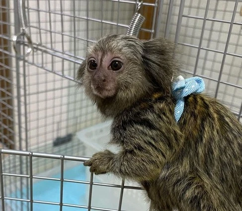 Female Finger Monkey For Sale