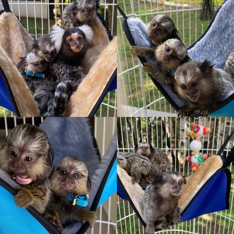 Health check for finger monkey