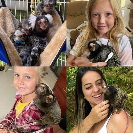 Marmoset Breeders