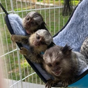 are finger monkey good pets