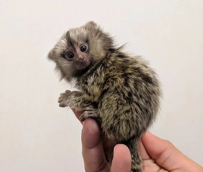 Female Finger Monkey For Sale