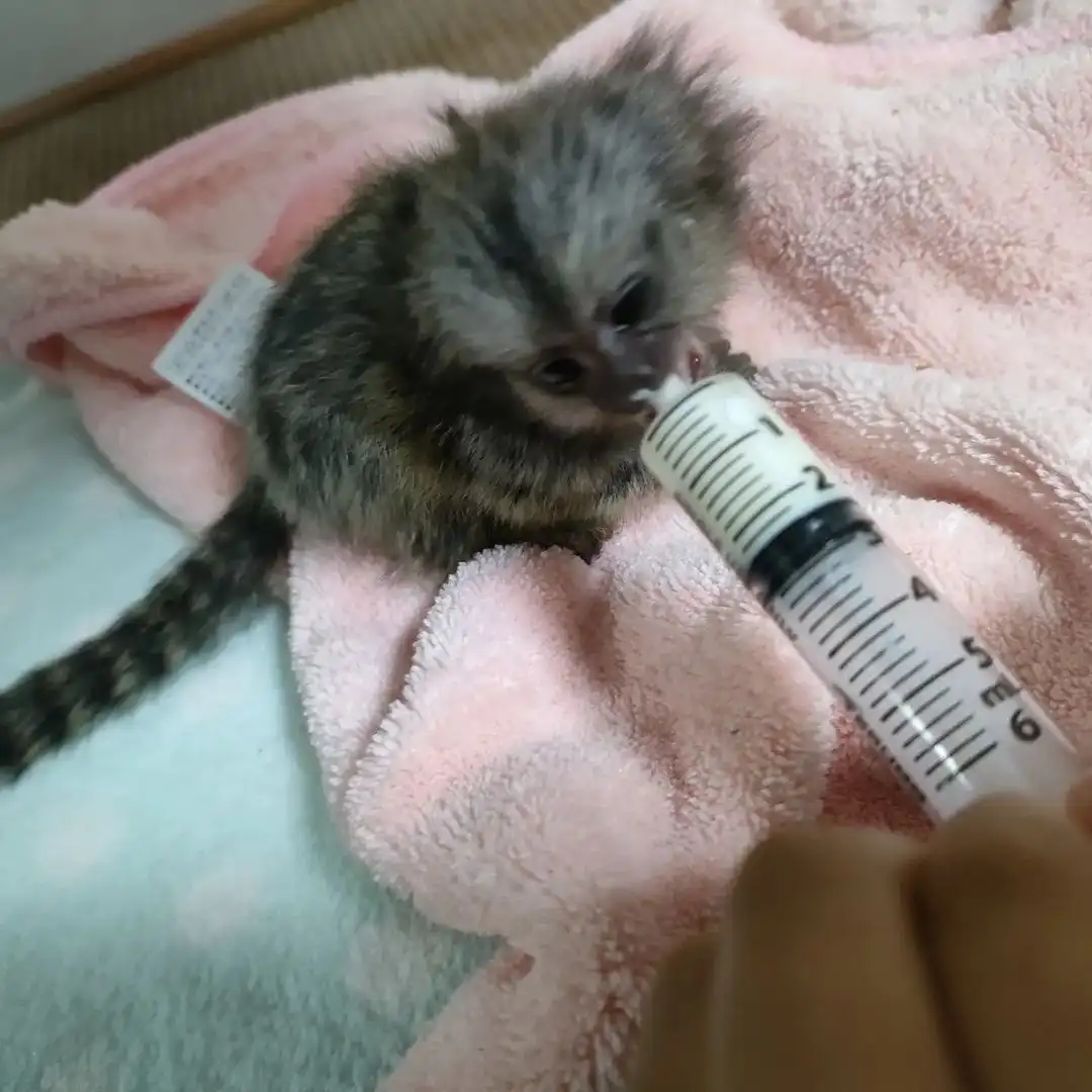 Female Finger Monkey For Sale
