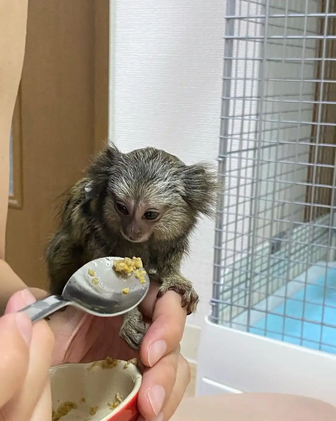 Female Finger Monkey For Sale