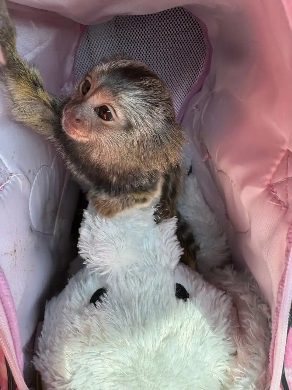Female Finger Monkey For Sale
