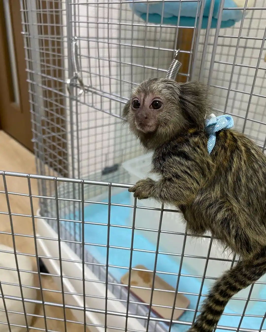 Female Finger Monkey For Sale