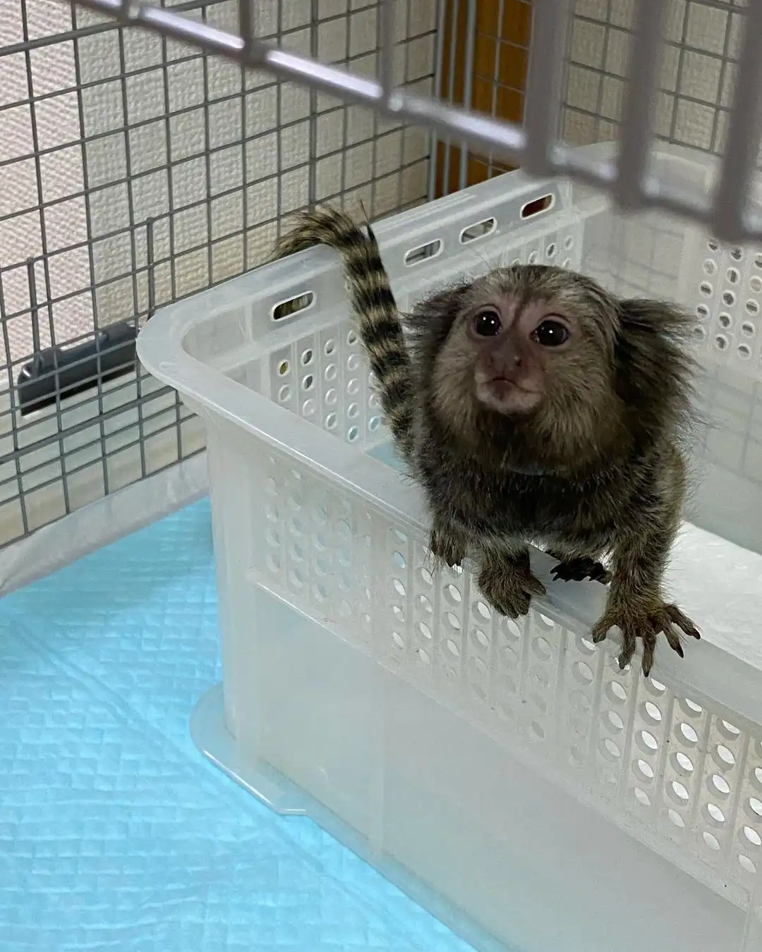Female Finger Monkey For Sale