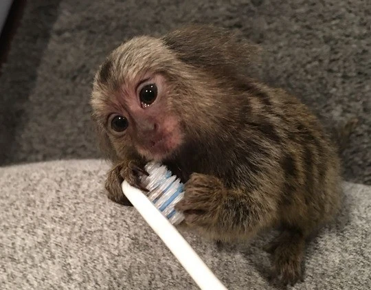 Baby Finger Monkey