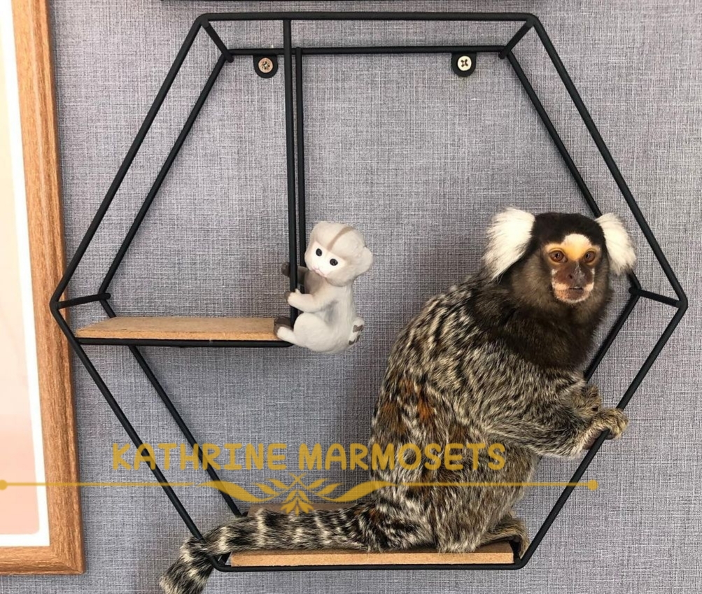 Common Marmoset For Sale