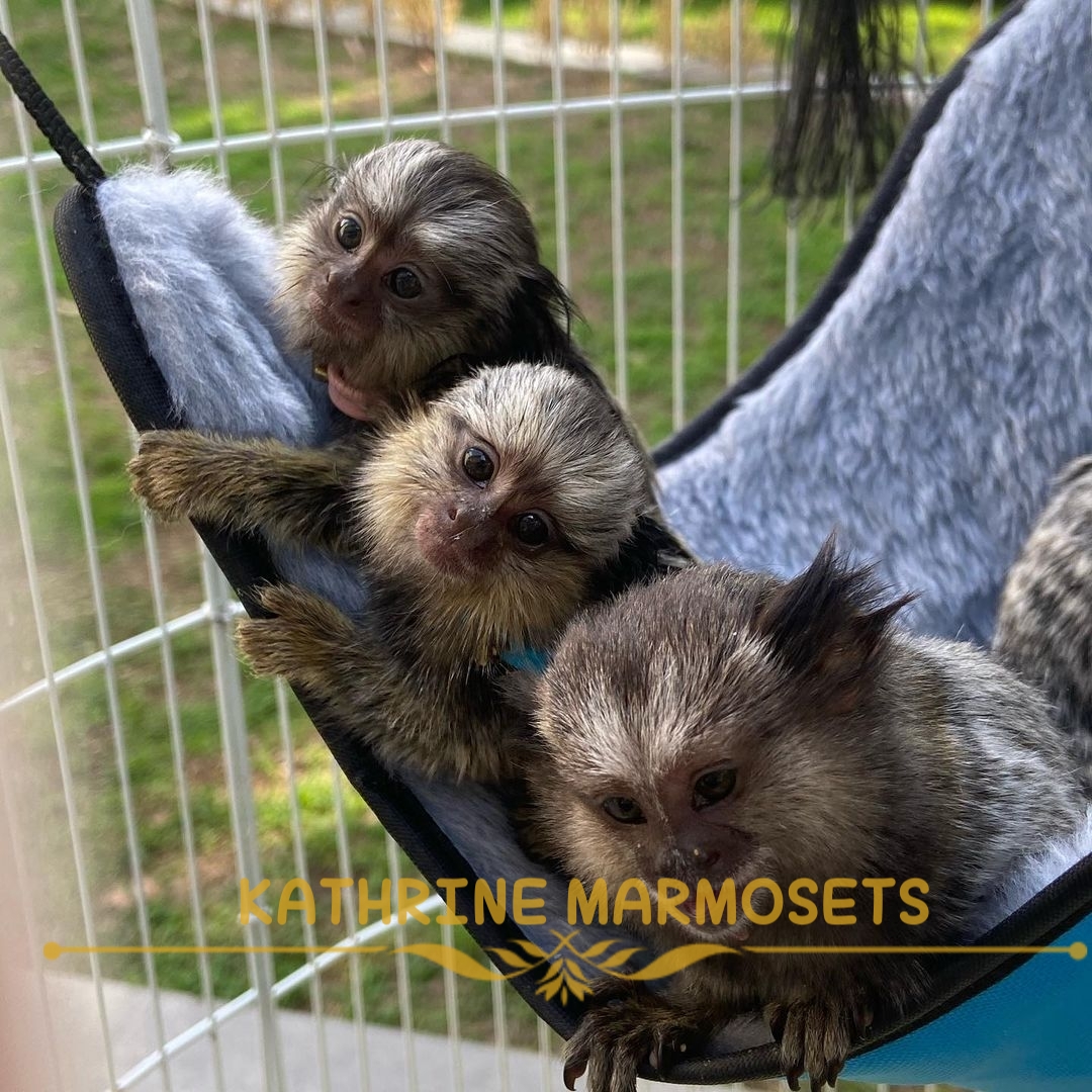 Pygmy Marmosets for Sale