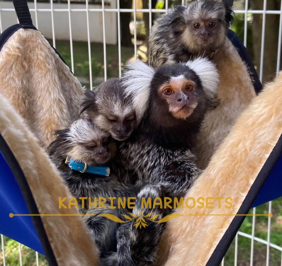 Monkeys For Sale as Pets