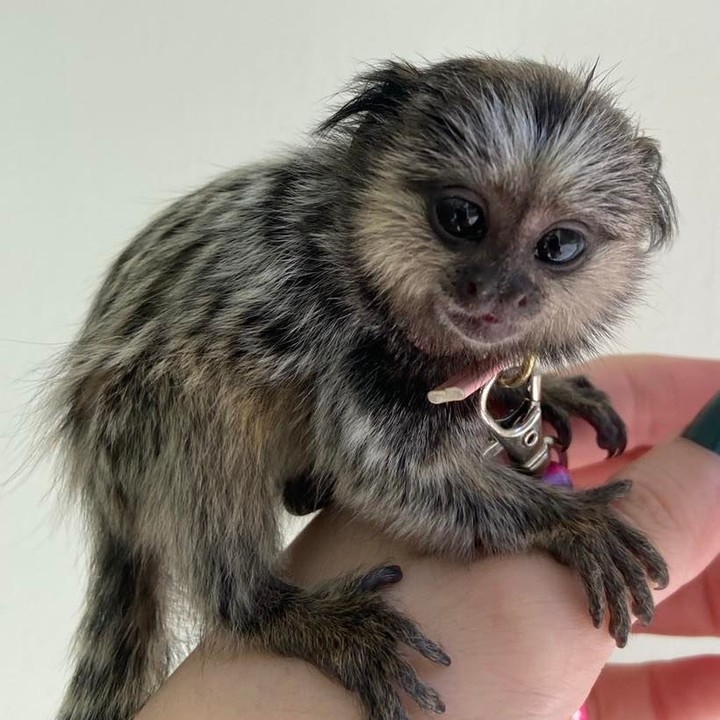 Marmoset Monkeys For Sale