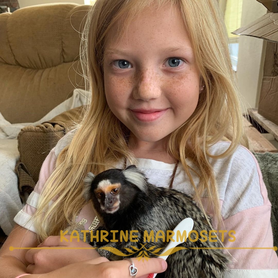 Pygmy Marmoset for Sale