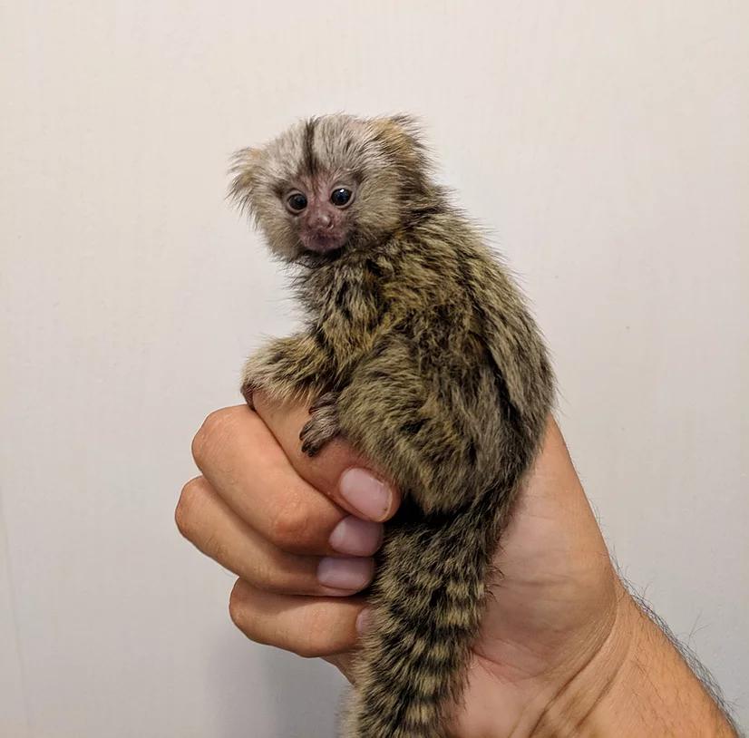 Finger Monkey Breeder