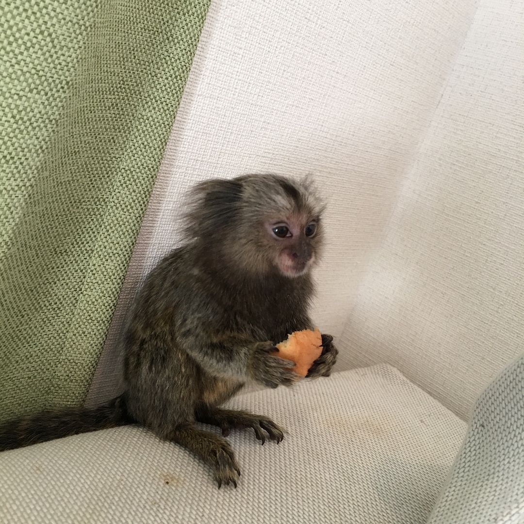 Common marmoset for sale